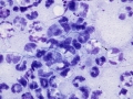 Pyothorax (cat)