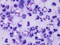 Pyothorax (cat)