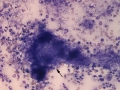 Pyothorax (dog)