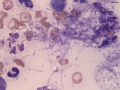 Pyothorax (dog)