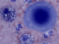 Mesothelioma (dog)