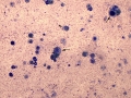 Mesothelioma (dog)