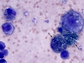 Mesothelioma (dog)