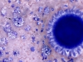 Mesothelioma (dog)