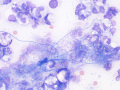 Actinomyces (dog)