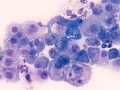Carcinoma (dog)