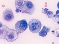 Carcinoma (dog)