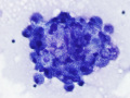 Chylous effusion (cat)
