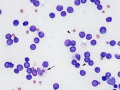 Chylous effusion (cat)