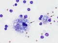 Chylous effusion (cat)