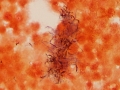 Pyothorax (cat)