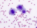 Mesothelioma (dog)