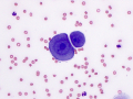 Mesothelioma (dog)