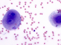Mesothelioma (dog)