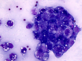 Ovarian tumor (dog)