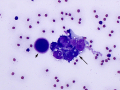 Ovarian tumor (dog)