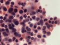 Dysplasia (cat, H&E)