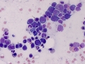 Dysplastic erythroid (dog)