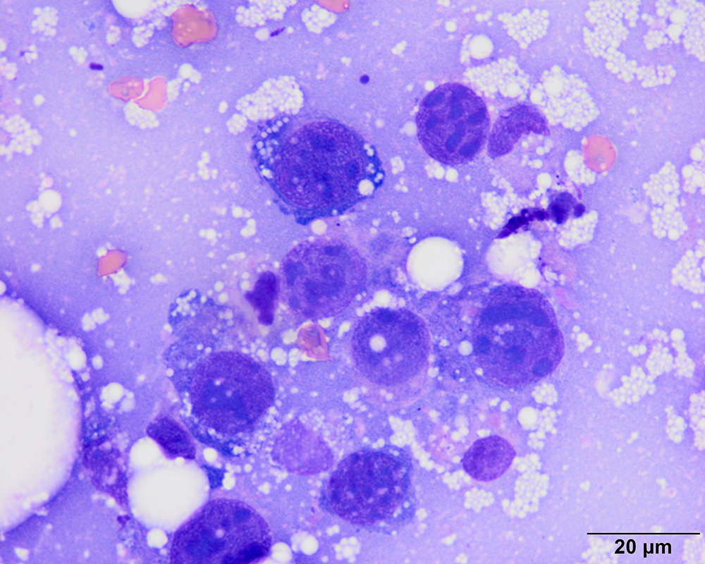 basal cell tumor dog cytology