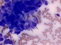 Carcinoma (cat)