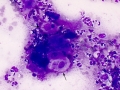 Squamous cell carcinoma (SCC, cat, DQ)