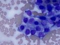 Thyroid adenoma (horse)