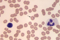 Equine blood