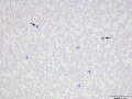 Monolayer (DQ)