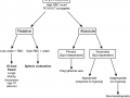 Equine erythrocytosis algorithm