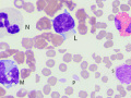 Normal cell compilation (DQ)