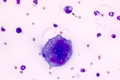 Equine pleural fluid