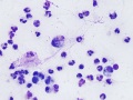 Brucella