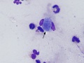 Brucella