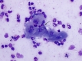 Corneal inflammation (pig)