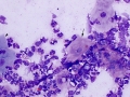 Corneal inflammation (pig)