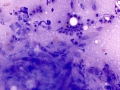 Corneal inflammation (horse)