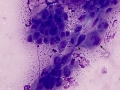 Corneal epithelium (horse)
