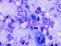 Corneal sequestrum (cat)