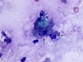 Suspect lacrimal cyst (dog)