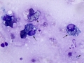 Suspect lacrimal cyst (dog)