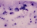 Suspect lacrimal cyst (dog)