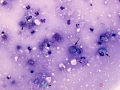 Suspect lacrimal cyst (dog)