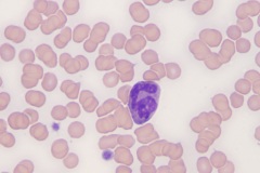 Feline blood
