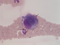Cytauxzoon