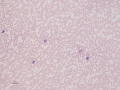 Monolayer