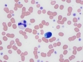 Mott-like cell