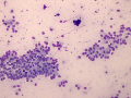 Uterine epithelium (horse)