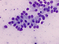 Uterine epithelium (horse)