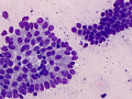 Uterine epithelium (horse)