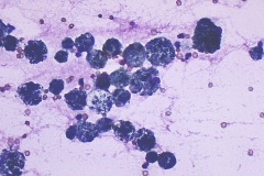 Ferret cytology